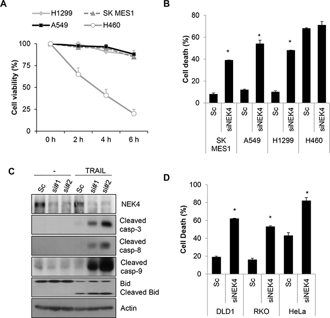 Downregulation of NEK4 sensitizes A549 cells to TRAIL-induced cell death.