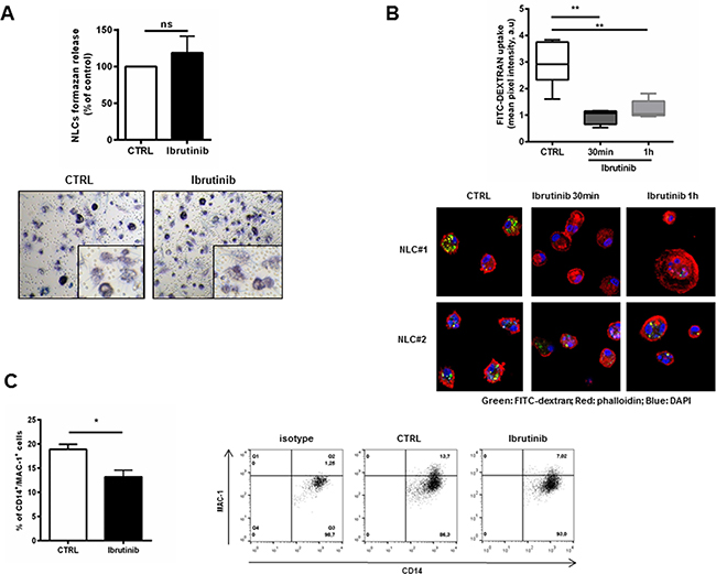 Ibrutinib impairs the phaghocytic activity of NLCs.