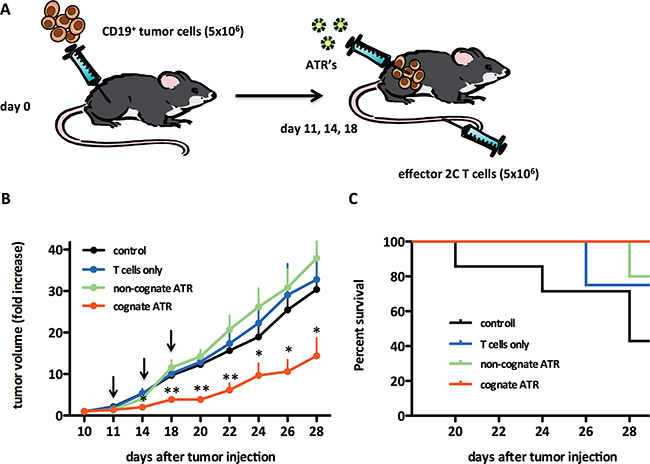 ATR reduce tumor growth in vivo in a Raji tumor model.