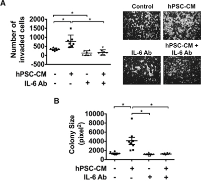 Blocking IL-6 attenuates hPSC-CM induced cell invasion and colony size.