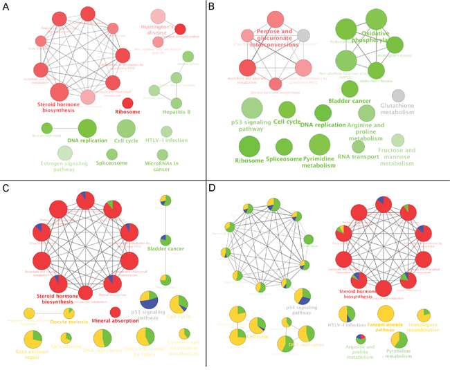 KEGG functional annotation of DE genes in cells treated with CKI.