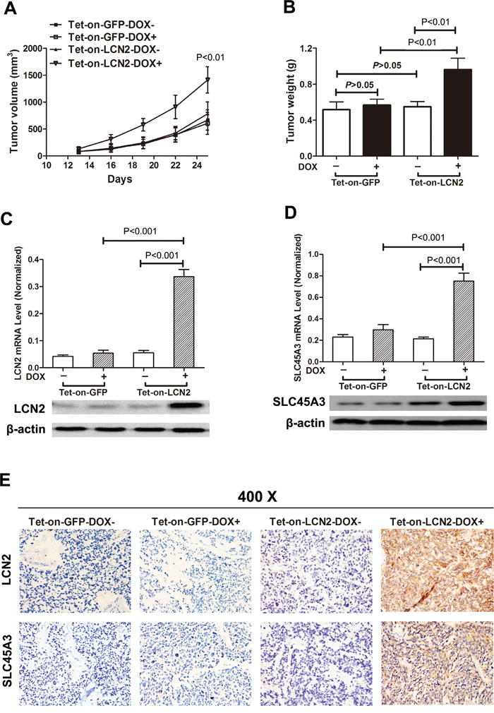 LNC2 promoted CRPC cells growth and enhanced SLC45A3 expression in vivo.