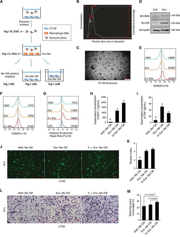 CT-26 cell-derived exosomes are sufficient to transform cancer cell-favorable macrophages.