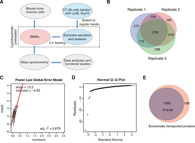 Endpoint tracing of CT-26 exosome transported proteome in macrophages.