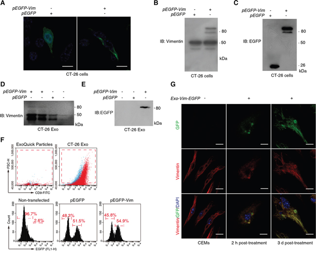 Tracing the transportation of functional vimentin from CT-26 cells to macrophages via exosomes.