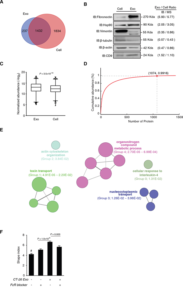 CT-26 exosome proteome is not a random incorporation of CT-26 cell proteome.