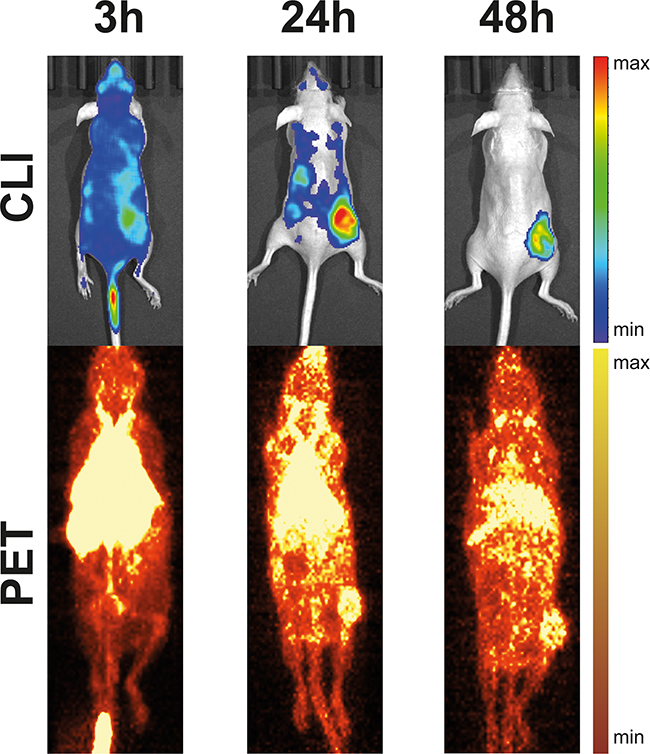 Example for CLI- and PET-acquisitions from a LS-bearing SHO-mouse injected with 64Cu-DOTA-ch14.18.