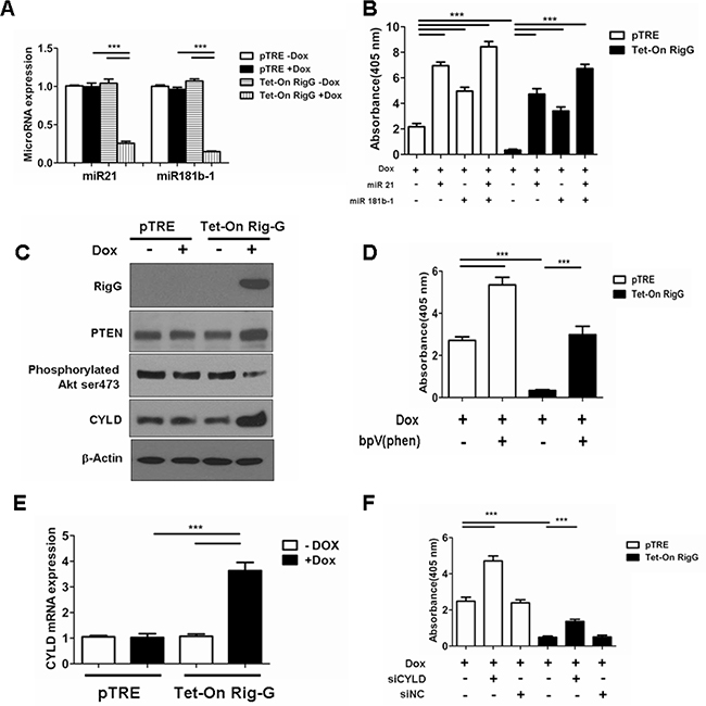 Rig-G inhibits NF-&#x03BA;B activation through downregulation of MiR21/PTEN/Akt and miR181b-1/CYLD pathways.