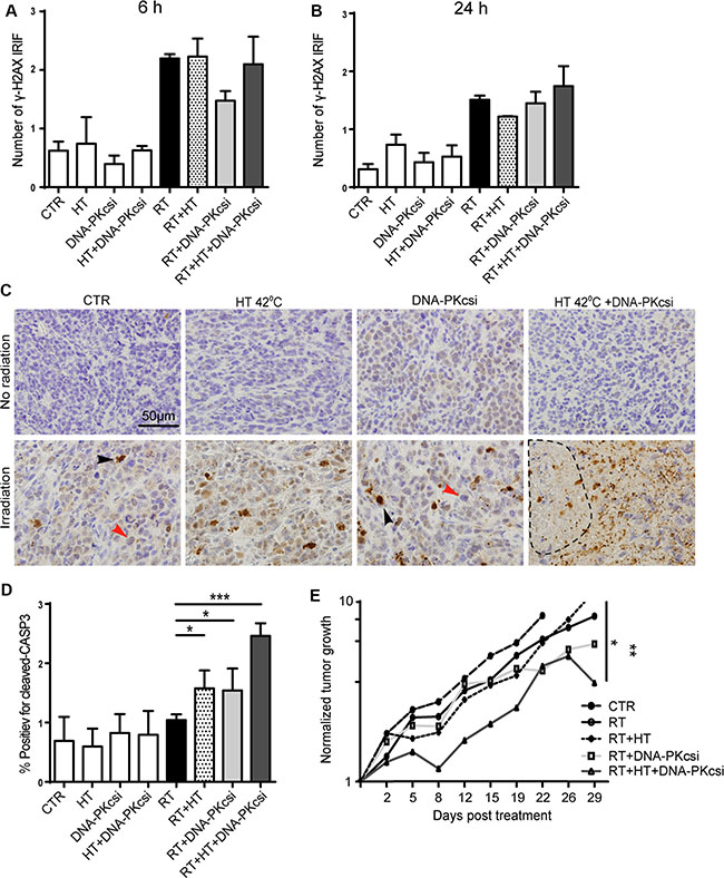 Higher levels of apoptosis and clear tumor growth delay in vivo after combination treatments.