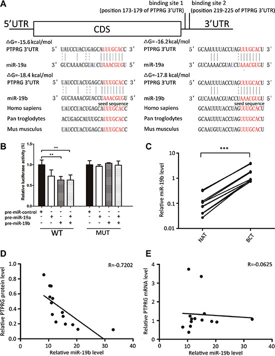 Inverse correlation between miR-19b and PTPRG protein levels in human breast cancer tissues.
