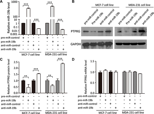 MiR-19b directly regulates PTPRG expression at the post-transcriptional level.