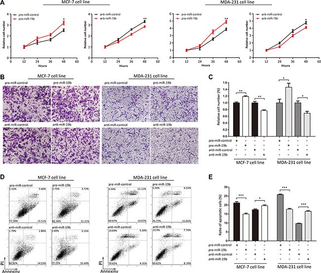Effects of miR-19b on the proliferation, migration and apoptosis of MCF-7 and MDA-231 cells.