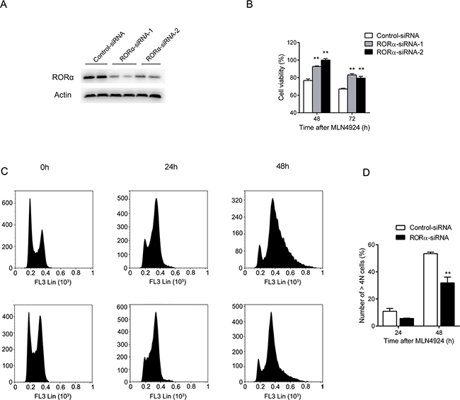 Down-regulation of ROR&#x03B1; attenuates MLN4924-induced cell growth suppression.