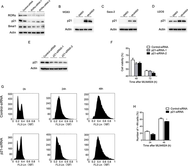p21 minimally affects the MLN4924-induced cell growth inhibition.