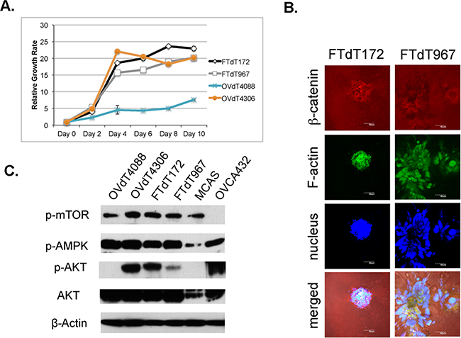 The Pten disruption contributed to the rapid proliferation of the Dicer-Pten DKO mouse cancer cells.
