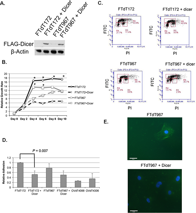 Introduction of a Dicer1-expression construct reversed the epithelial and growth phenotypes of the Dicer-Pten DKO mouse cancer cells.