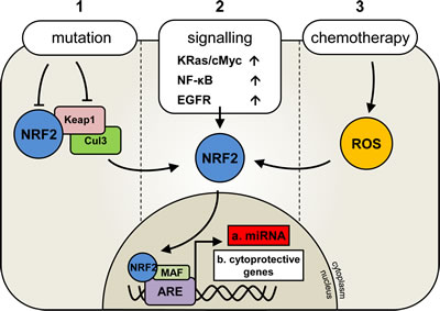 Deregulation of Nrf2 activation in human malignancies.