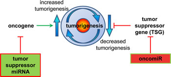 miRNA regulation of the processes involved in tumorigenesis.