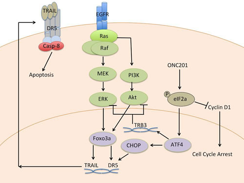 Mechanism of action of ONC201.