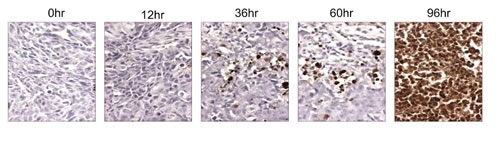 The pro-apopototic activity of ONC201 is sustained.