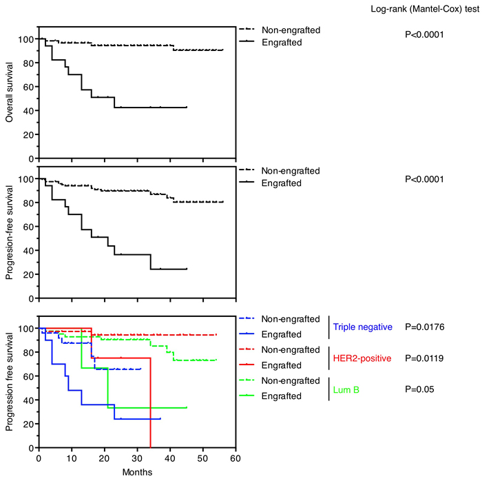 Survival outcomes in patients based on PDXs engraftment.