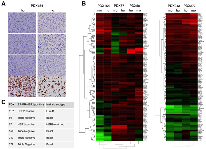 Characterization of different breast cancer PDXs.