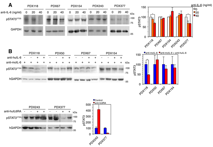 Effect of anti-IL-6 on the levels of phospho-STAT3.