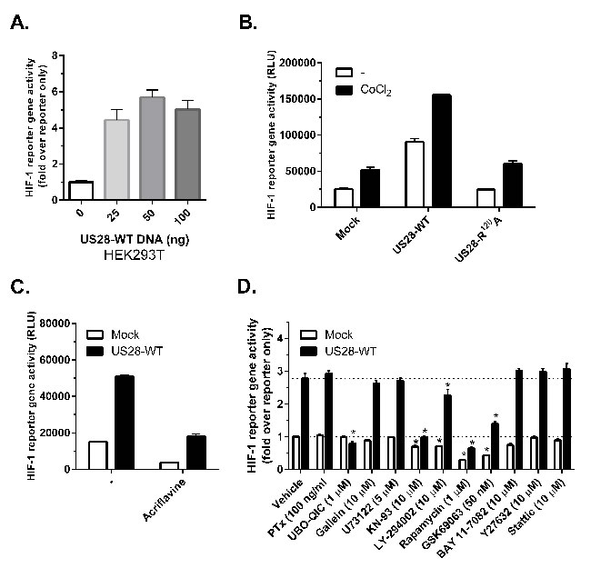 US28 stimulates HIF-1 transcriptional activity through concerted activation of G&#x3b1;