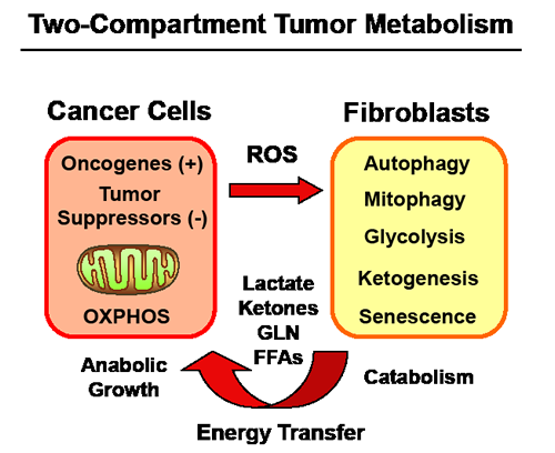 Metabolic-Symbiosis in Human Cancer(s): New Therapeutic Targets.
