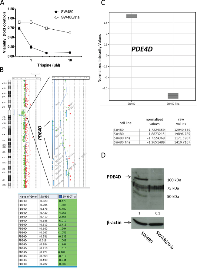 Characterization of a colon cancer cell line with acquired triapine resistance.
