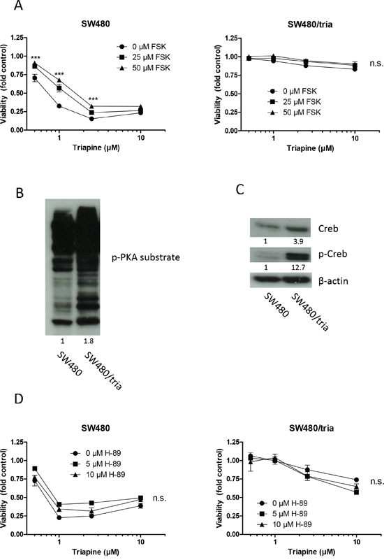 The PKA-Creb signaling axis is not involved in triapine resistance.