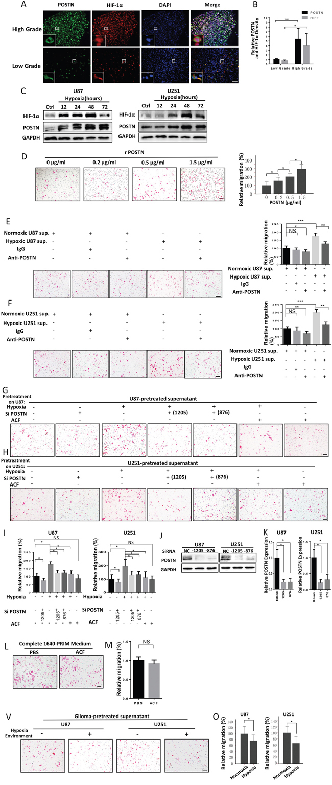 Hypoxia-inducible POSTN secretion by glioma cells promotes the recruitment of macrophages.