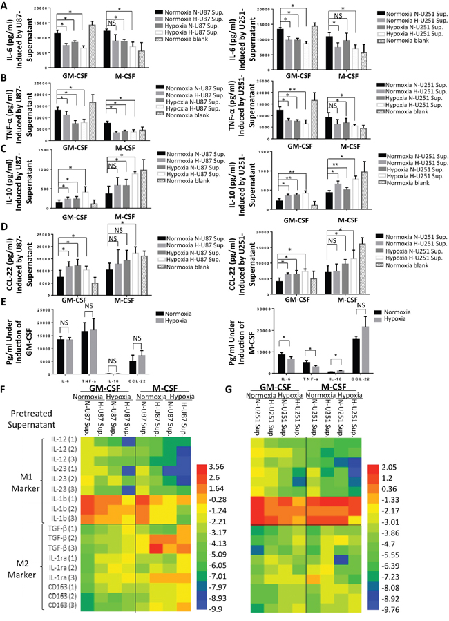 Cytokine secretion and gene expression by HMDMs after hypoxic stimulations.