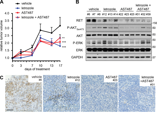 Combination treatment of NVP-AST487 and letrozole is not superior to monotherapies in reducing primary tumor growth.