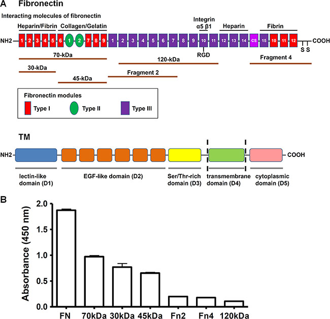 rTMD1 binds to the N-terminal 70-kDa domain of fibronectin.