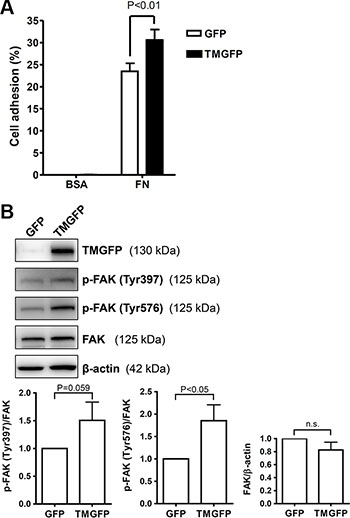 Exogenous expression of TM enhances cell adhesion on fibronectin and increases FAK tyrosine phosphorylation.