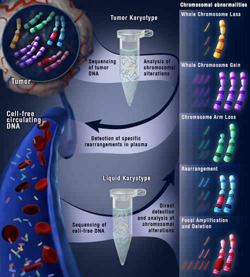 Schematic of cell-free genomic analyses to detect structural alterations in human cancer.