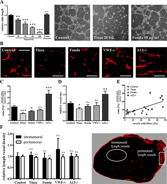 VWF fiber formation correlates with enhanced vascular angiogenesis.