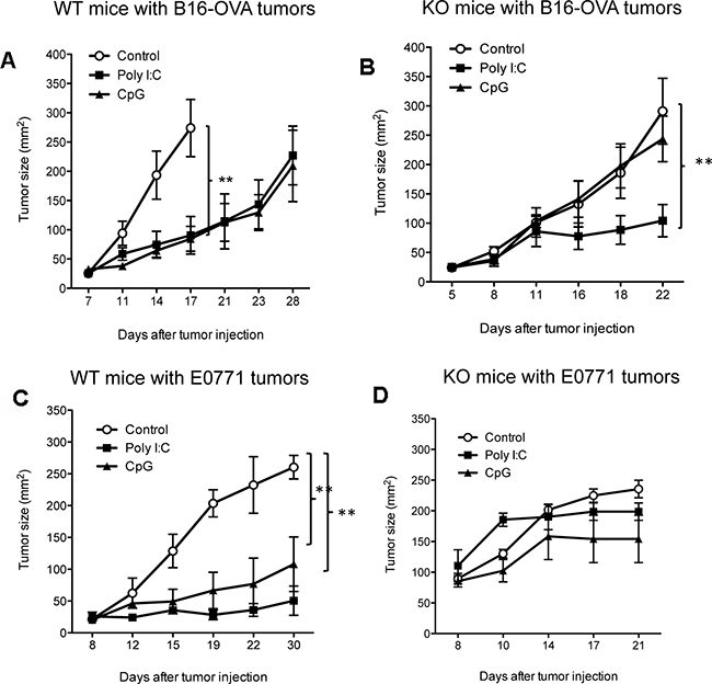 IL-12 is required in antitumor function of CpG.