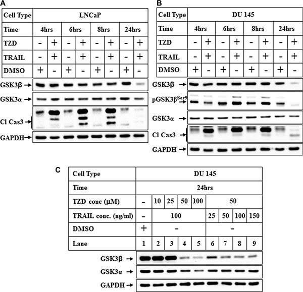 Attenuation of GSK3&#x03B2; pathway by combination treatment with TRAIL and TZD in prostate cancer cells.