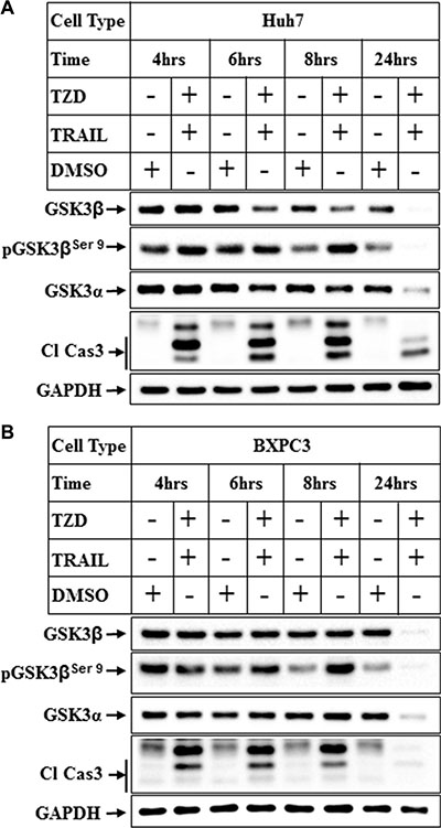 Attenuation of GSK3&#x03B2; pathway in various cancer cells by TRAIL and TZD treatment.