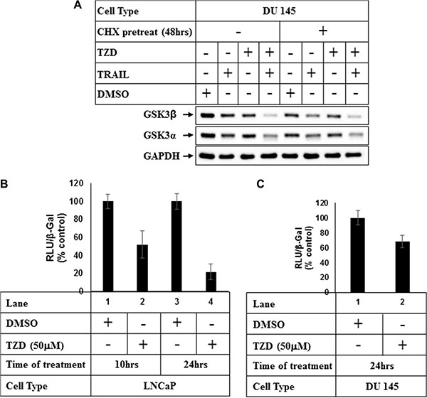 TZD treatment attenuates GSK3&#x03B2; expression at a transcriptional level.