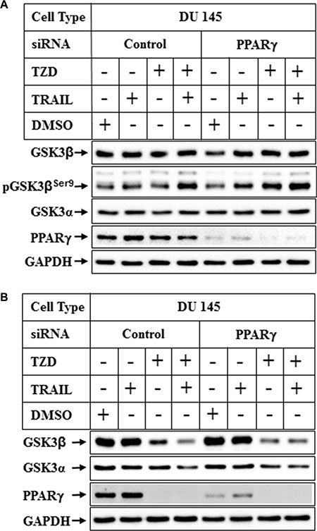 Effect of PPAR&#x03B3; knockdown on TRAIL-TZD-induced modulation of GSK3&#x03B2; pathway.
