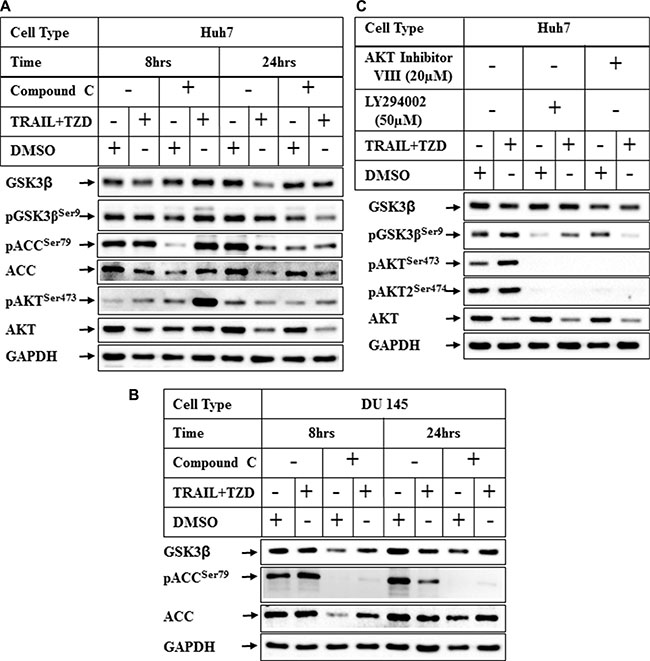 Effect of inhibition of AMPK and PI3K/AKT pathways on TRAIL-TZD-induced modulation of GSK3&#x03B2; pathway.