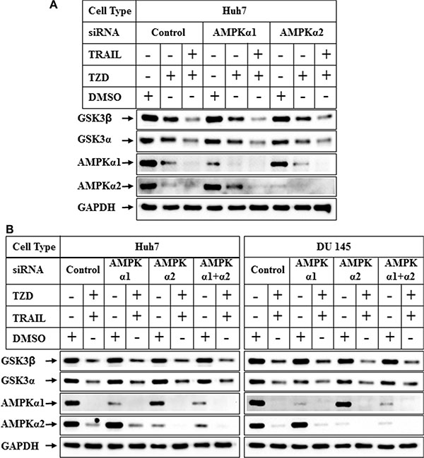 Effect of knockdown of AMPK &#x03B1;1 or &#x03B1;2 on TRAIL-TZD modulation of GSK3&#x03B2; pathway.