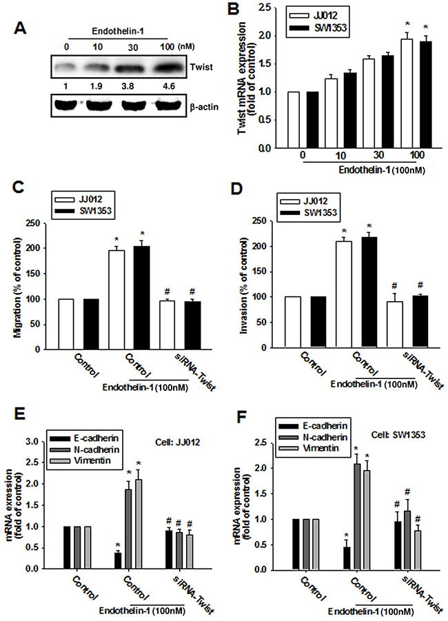 ET-1 enhances cell migration and EMT through Twist activation.