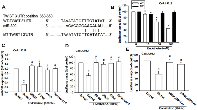 miR-300 directly represses Twist expression via binding to the 3&#x2019;UTR of the human Twist.