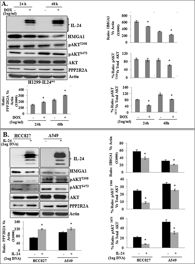 Attenuation of HMGA1 by IL-24wt inhibits AKT activation in H1299-IL24 lung cancer cells.