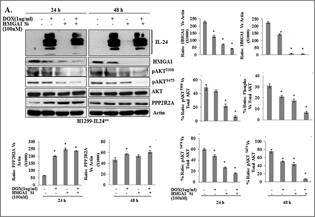 A combination of IL-24wt and HMGA1-siRNA showed greater inhibition of AKT activation in lung cancer cells.
