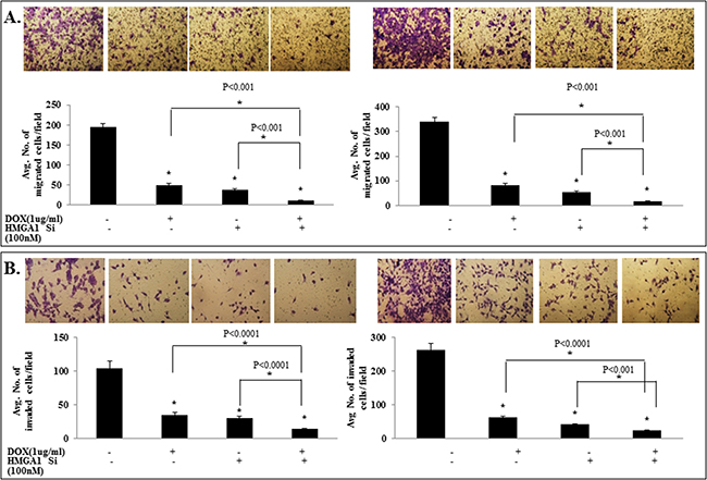 IL-24wt in combination with HMGA1 siRNA treatment exhibited enhanced inhibition of tumor cell migration and invasion.